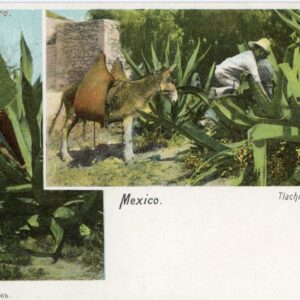 Mexico Tlachiquero Agave Farmer ed Granat