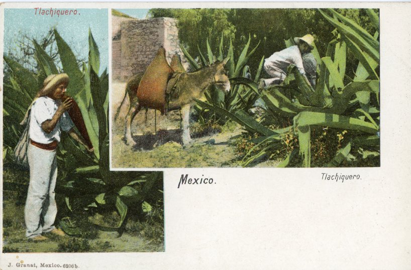 Mexico Tlachiquero Agave Farmer ed Granat