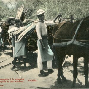 Mexico Carrying the Henequen to the Machine