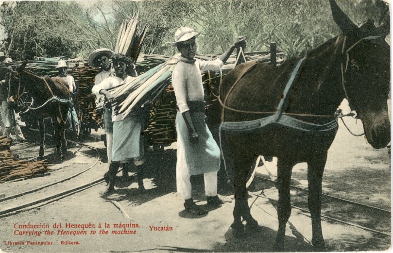 Mexico Carrying the Henequen to the Machine