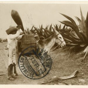 Mexico Tlachiquero Harvesting Agave 1927 to Austria