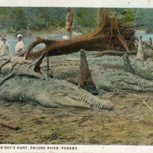 Panama Pacora River Crocodile Hunting