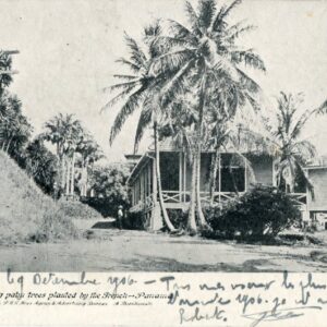 Panama Ancon Palm Trees planted by French 1906 to France