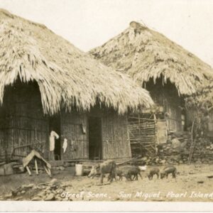 Panama Street Scene San Miguel Pearl Islands pigs