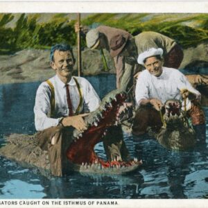 Panama Alligators caught on the Isthmus