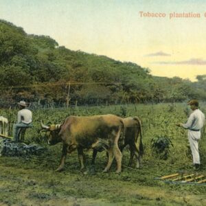 Panama Chame Tobacco Plantation