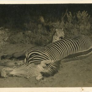 Tanzania Leopard and Zebra 1931 Zanzibar to Lyon