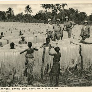 Tanzania Drying Sisal Fibre on a Plantation