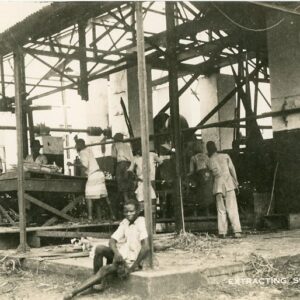 Tanzania Extracting Sisal Fibre
