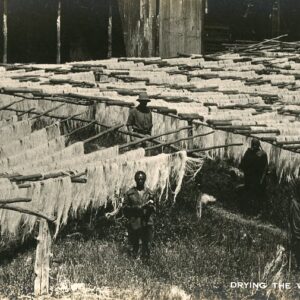 Tanzania Drying the Washed Fibre