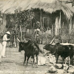 Nigeria Lokoja Fulani Cattle