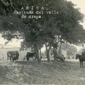 Peru Arica Azapa Valley Estate