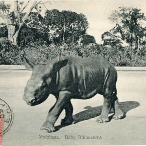Kenya Baby Rhinoceros 1909 Mombasa to Montpellier