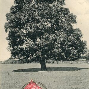 Kenya Mango Tree 1911 to Madagascar via Zanzibar