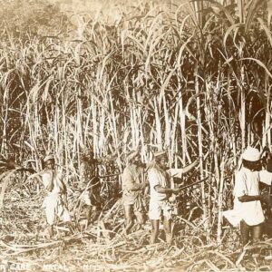 Natal Cutting Sugar Cane