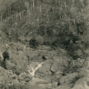 New Caledonia Niaouli Forest 1909