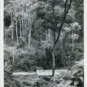 Uganda Mount Elgon Forest
