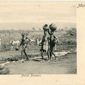 Kenya Native Planters Mombasa