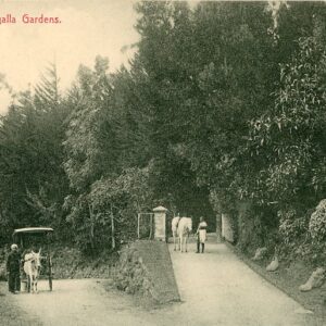 Ceylon Entrance to Hakgalla Gardens