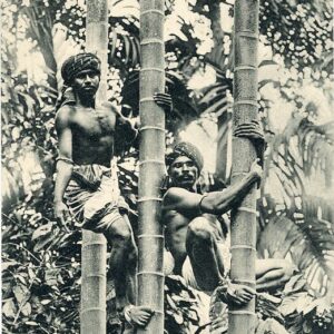 Ceylon Native Tree Climbers
