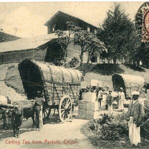 Ceylon Carting Tea from Factory 1909 used in Colombo