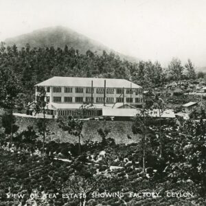 Ceylon Tea Estate showing Factory