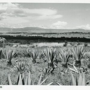 East Africa Kenya Highlands