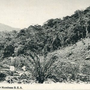 Kenya Forest near Mombasa