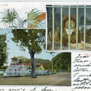 Peru Lima Exhibition Zoo Lions 1905 to England