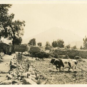 Peru Arequipa Farmer Plowing the Field