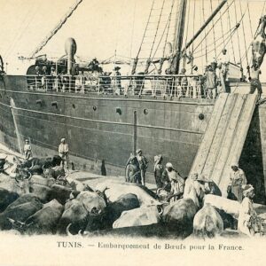 Tunisia Tunis Cattle Shipment for France