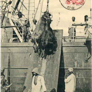 Tunisia Unloading Cattle from Ship 1912 to France